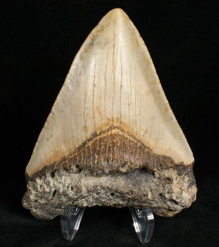 Bargain Megalodon Shark Tooth #7465